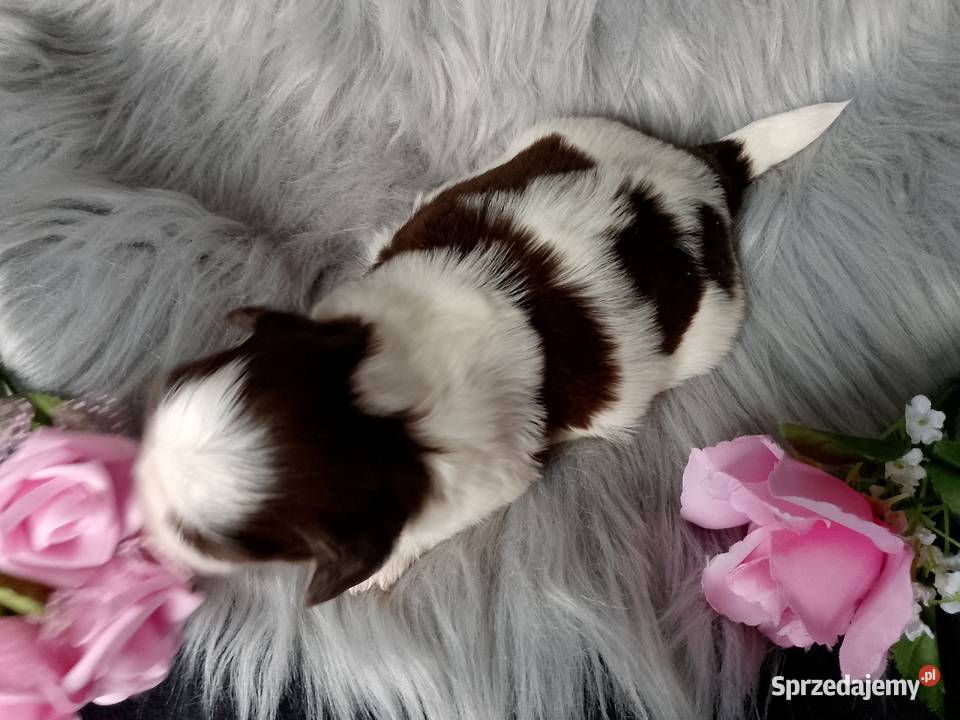 Piękna biało czekoladowa suczka rasy ShihTzu Shih Tzu Namysłów sprzedam