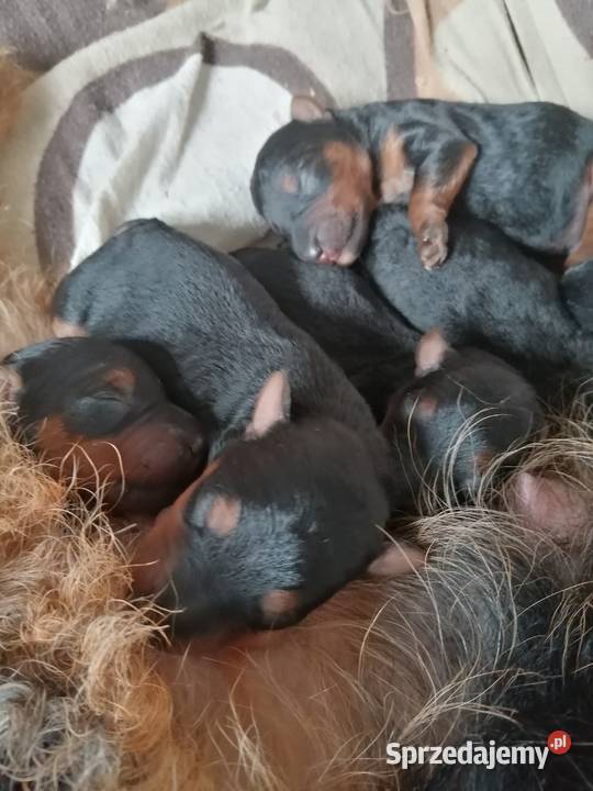 Terier walijski szczenięta Mosina