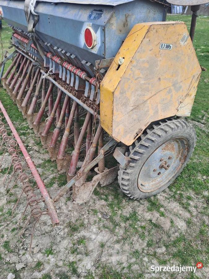 Siewnik zborzowy poznaniak dolnośląskie Dzierżoniów