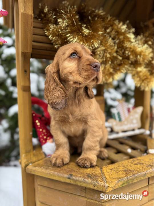 Jedyny taki Śliczny piesek Cocker Spaniel Łódź