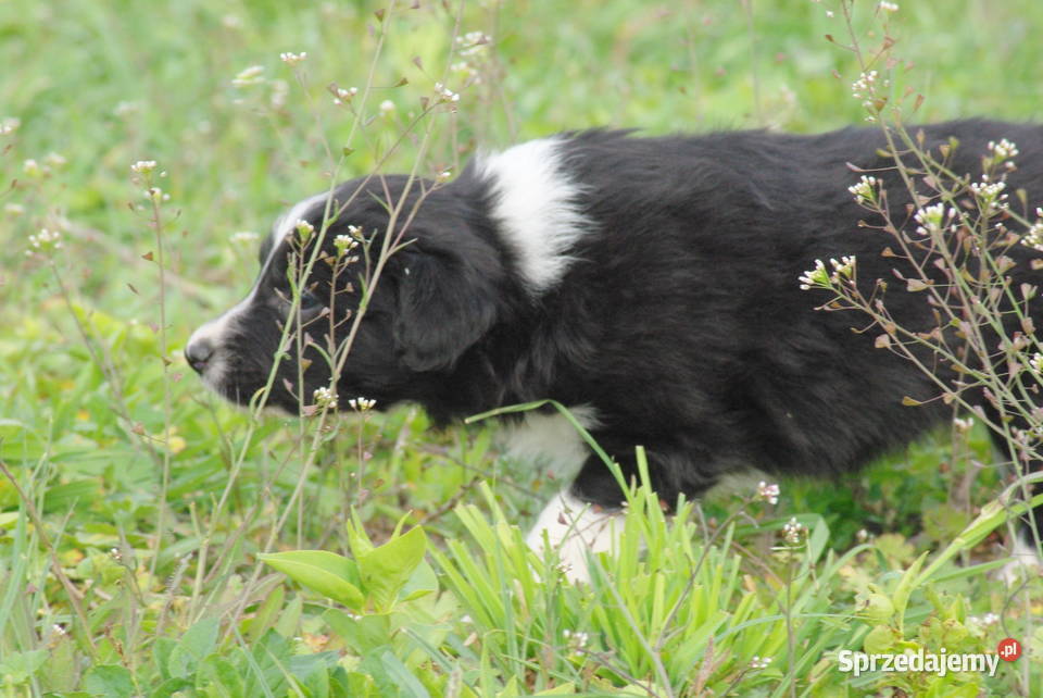 Border collie piesek z jedwabistym włosem Milejów-Osada