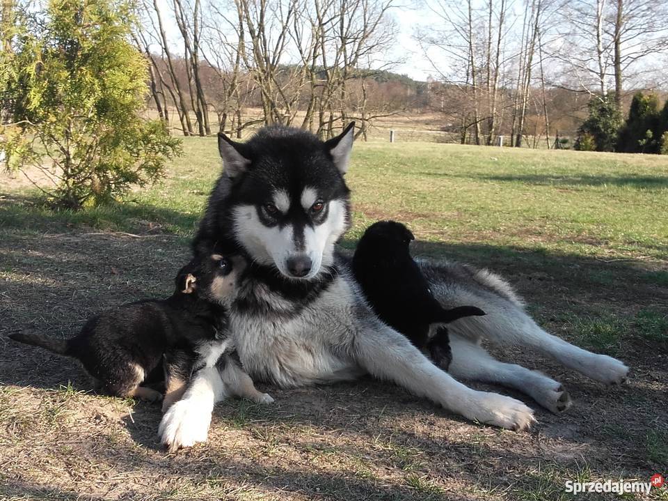 Malamut husky owczarek niemicki kujawsko-pomorskie Brodnica