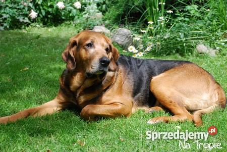 ogar polski szczenietarodowodowe Warszawa