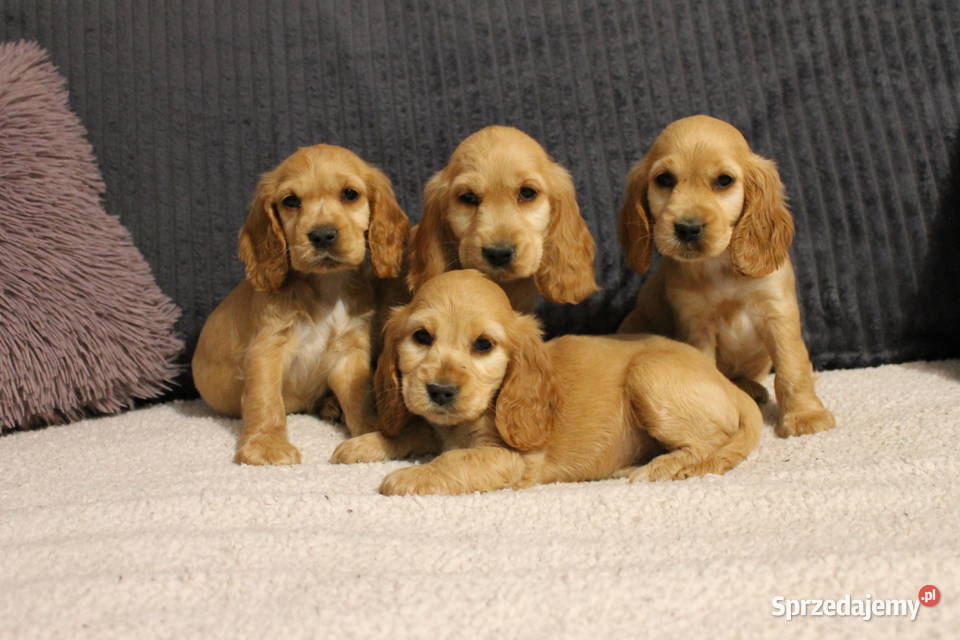 Śliczny szczeniak cocker spaniel małopolskie