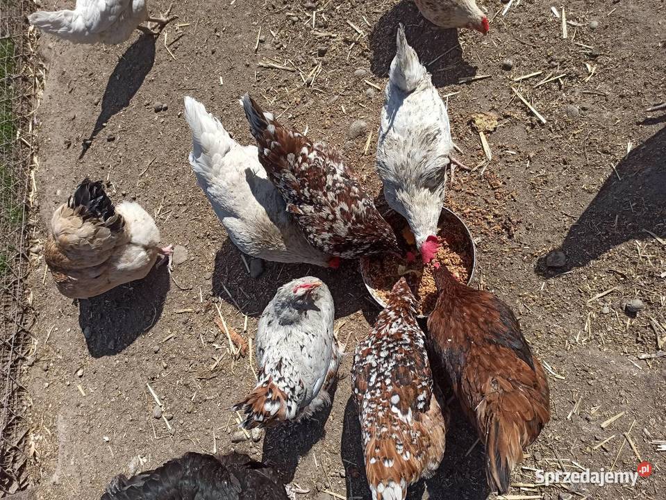 Jaja lęgowe kur mix ras zagrodowe teczanka lubelskie Krupe