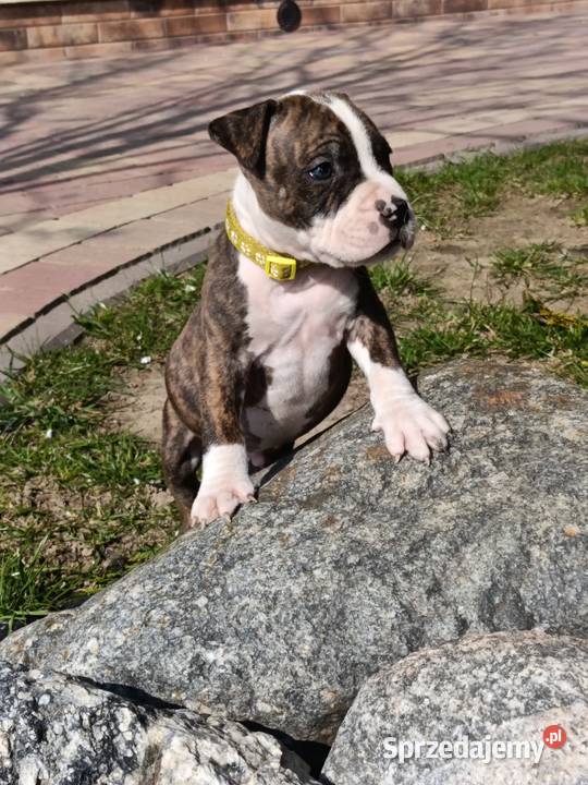Szczenięta Amstaff american staffordshire Wyszków