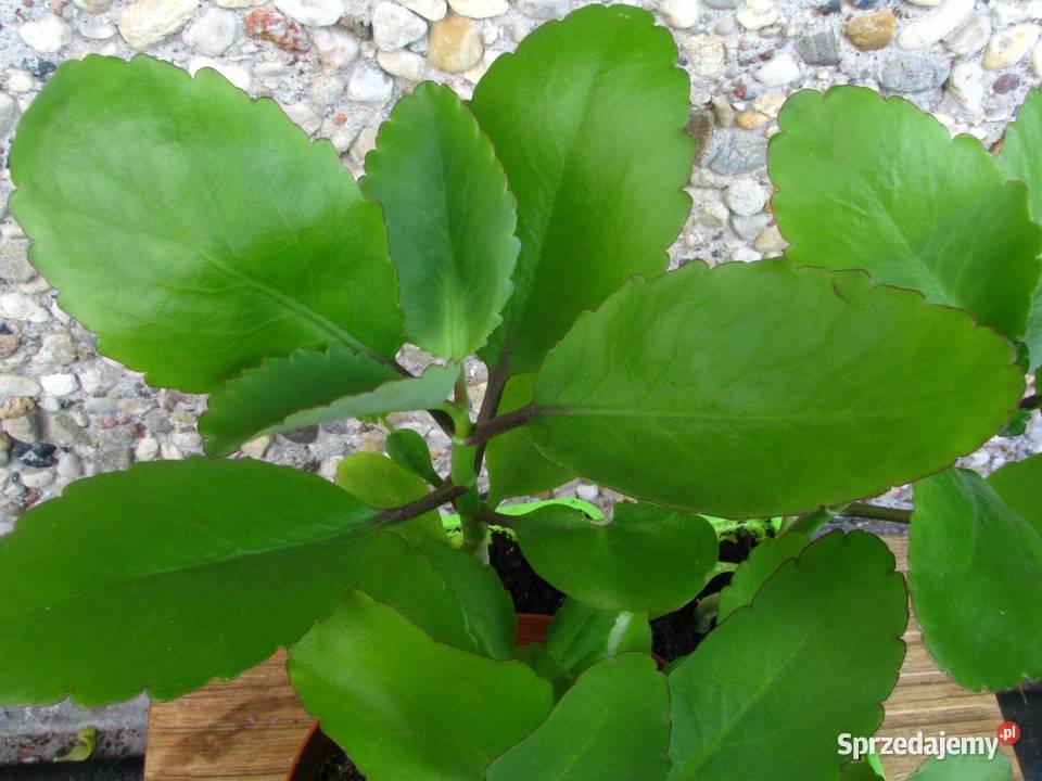 Żyworódka Pierzasta Kalanchoe Pinnata lecznicza Rośliny mazowieckie Milanówek