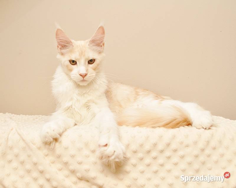 Przepiękny kocurek Maine Coon GOTOWY DO ODBIORU Maine Coon Białystok sprzedam