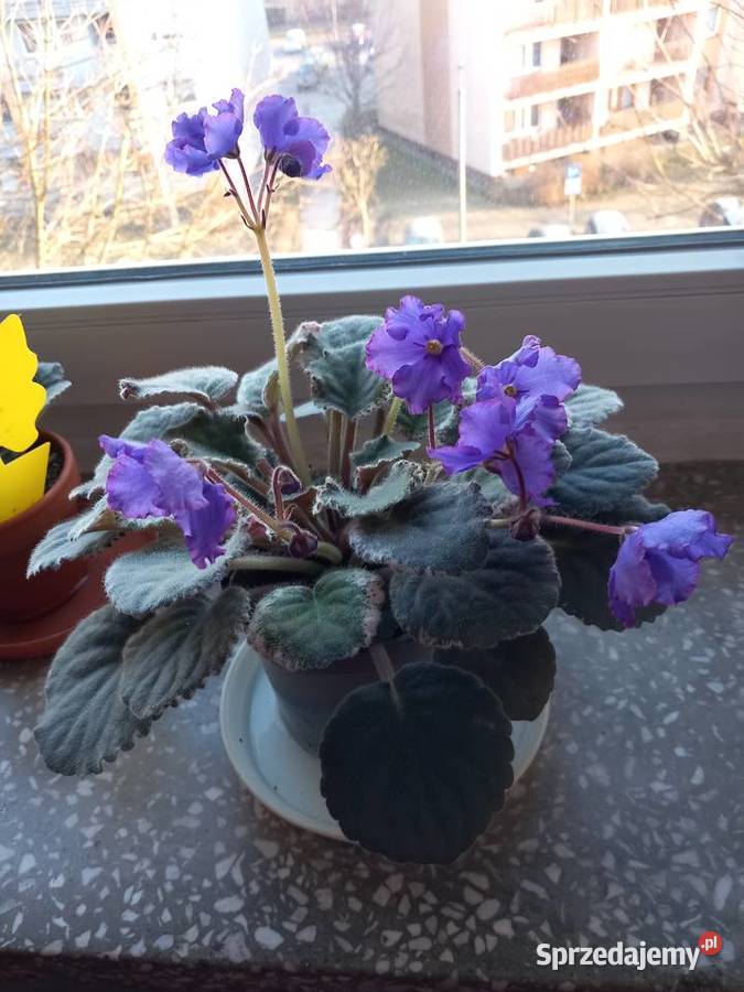 Okazały fiołek kolekcjonerski młody Kwitnące śląskie Sosnowiec