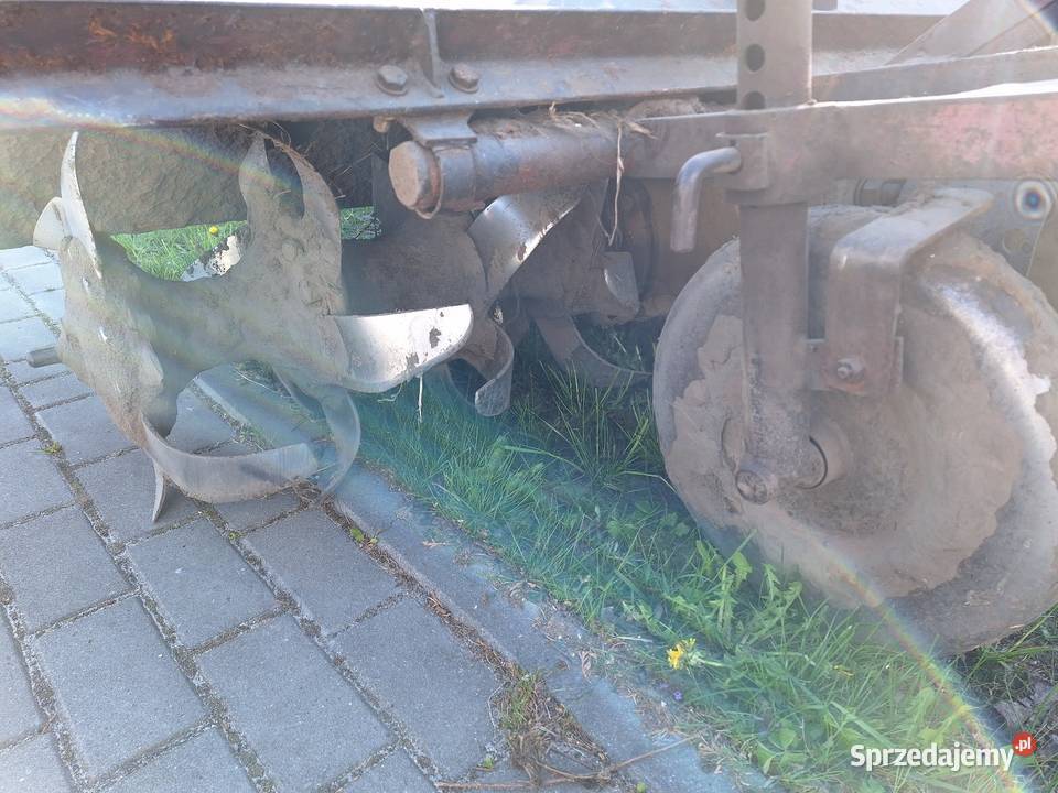 Glebogryzarka śląskie