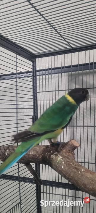 Barnard żółtobrzuchy Ptaki Wieliczka