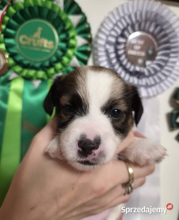 Szczenięta Jack Russell Terrier rodowód linia mazowieckie Magdalenka