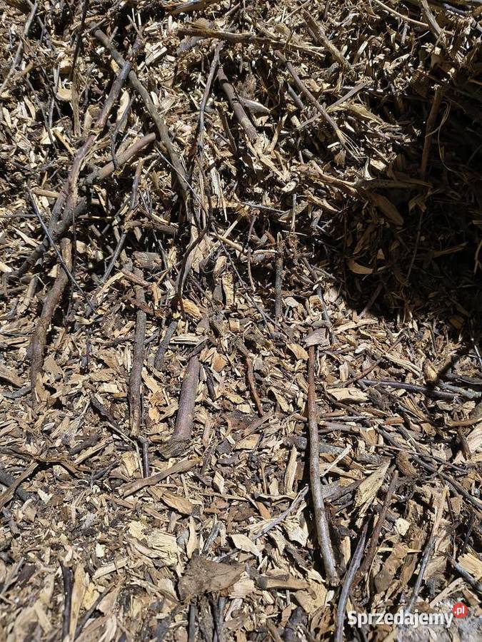 Zrębki do wędzenia Wąbiewo