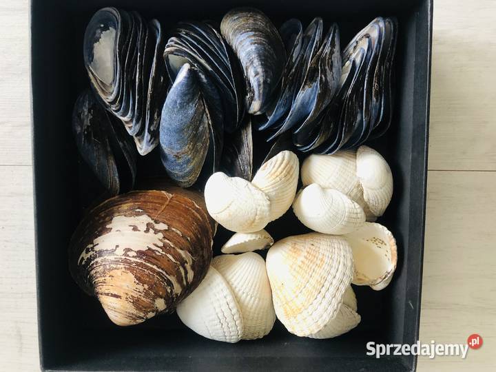 Muszle muszelki muszla ozdobne egzotyczne