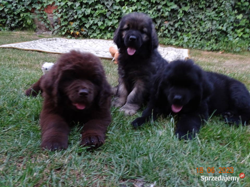 Nowofundland szczeniaki Pozostałe Góra