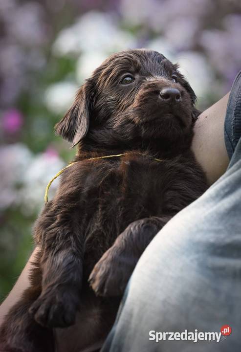 FlatCoated Retriever ZKwP FCI czarne i Tarnów