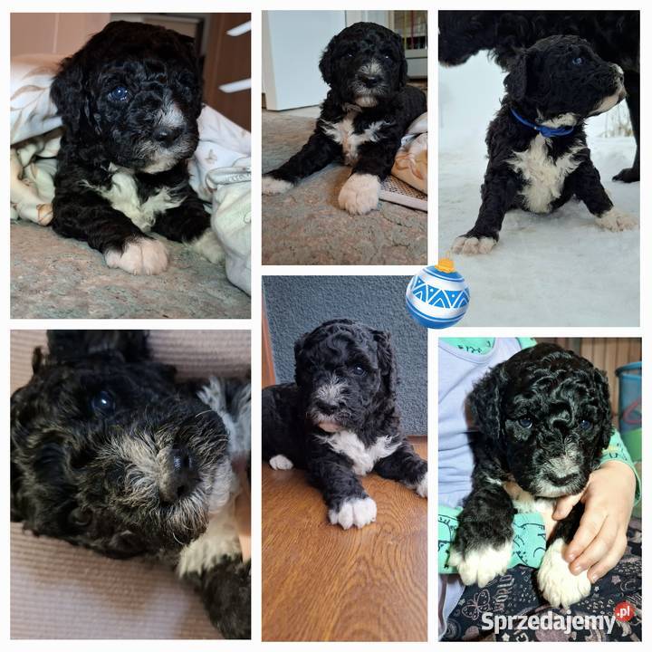 Portugalski pies dowodny piesek Szczenięta Pozostałe Sierpc