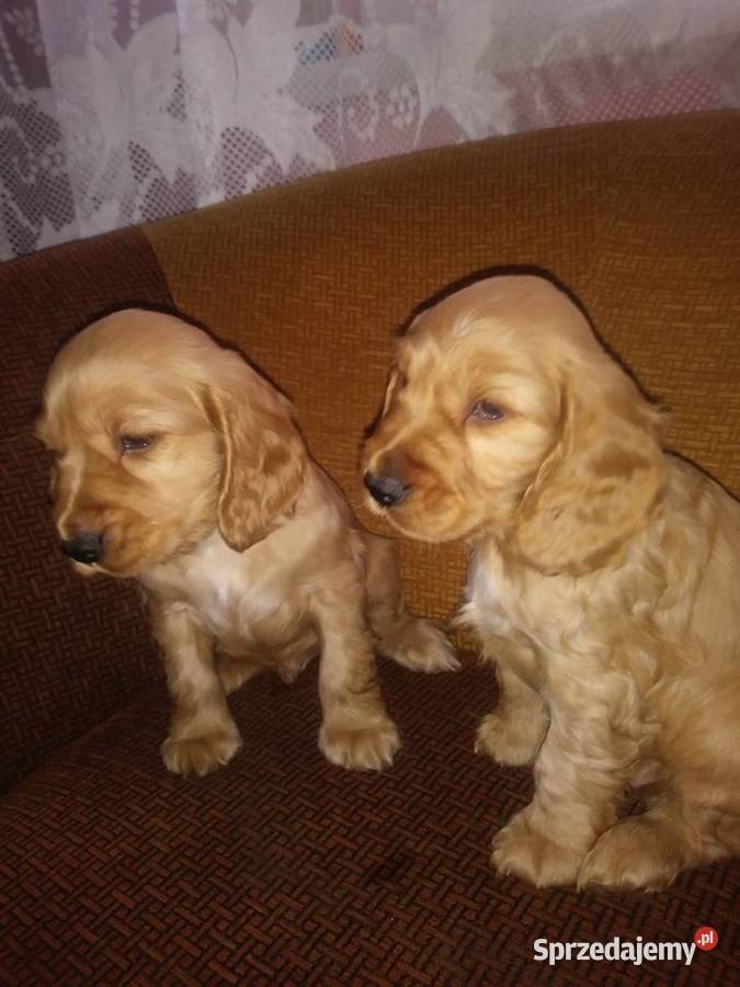 Cocer Spaniel biszkoptowe szczenięta z metryką podkarpackie Mielec
