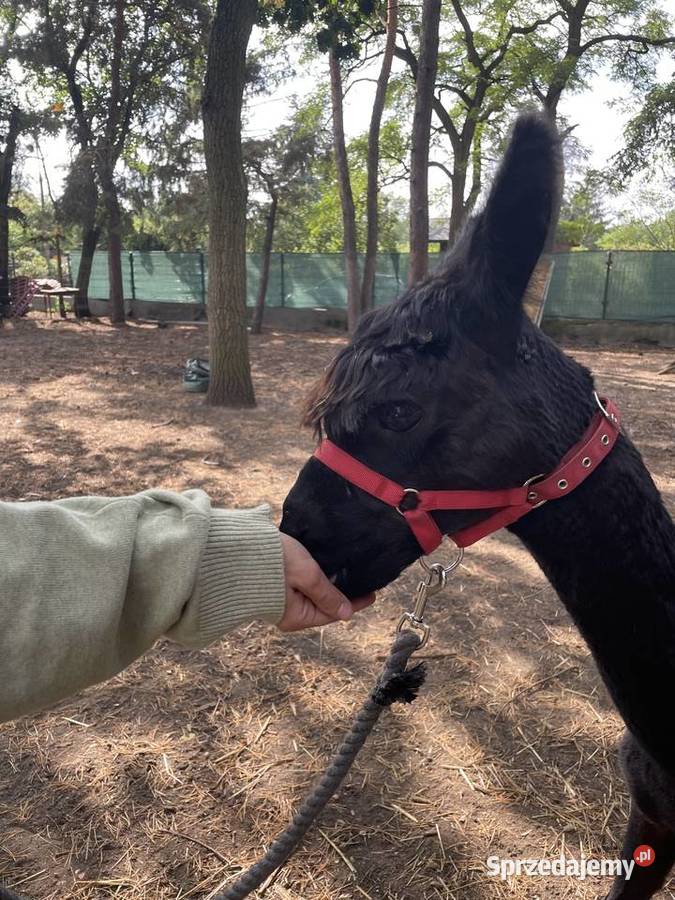 Alpaka Huacaya samiec Warszawa