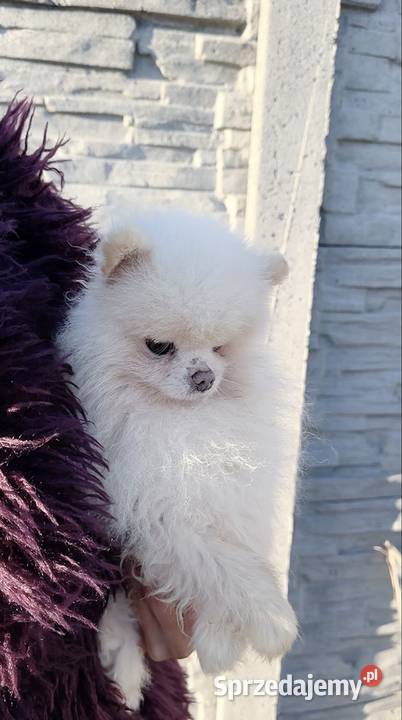 Szpic Miniaturowy Pomeranian Szpic miniaturowy Warszawa sprzedam