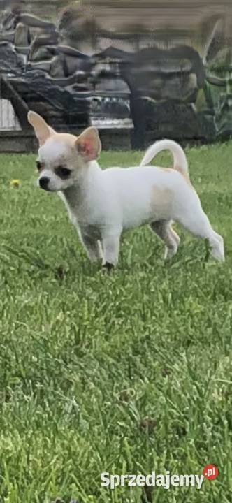 Chihuahua Szczenięta FCIZKwP Chihuahua opolskie Skarbiszów sprzedam