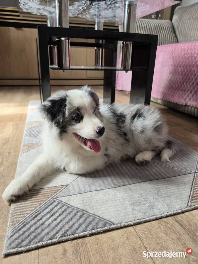 Piesek rasy border collie blue merle Pozostałe Kutno