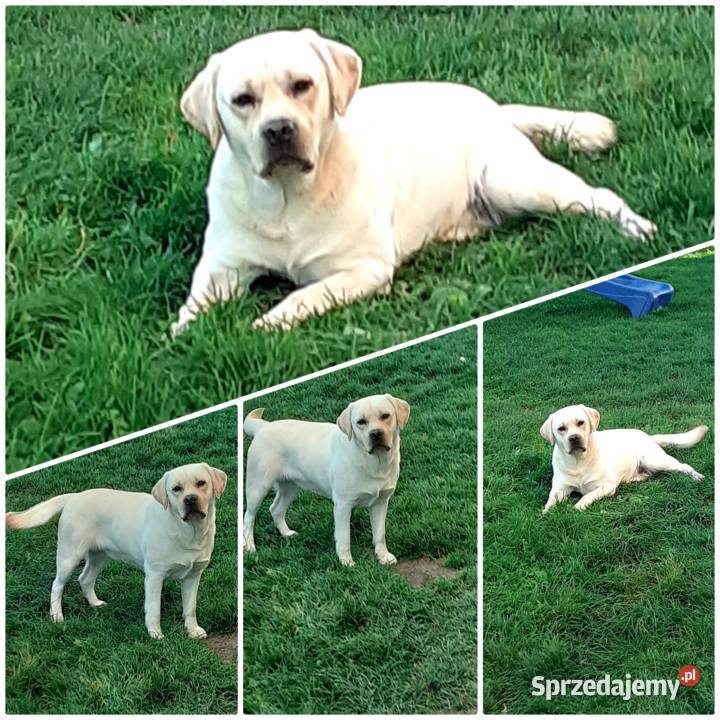 Labrador retriever zapowiedz miotu 2026r Pasztowa Wola