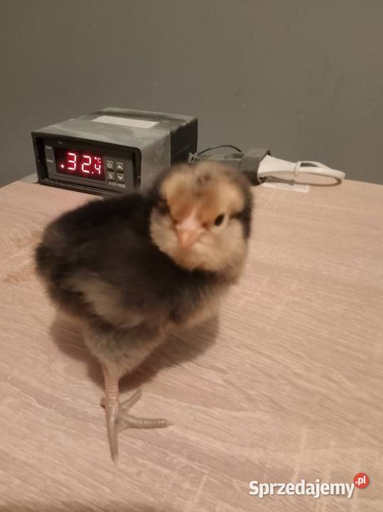 Kurkikoguciki przepiórki Skrzeszewo