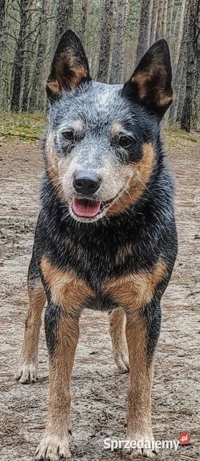Australian Cattle Dog Pozostałe Warszawa sprzedam