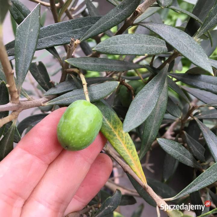 Oliwka europejska drzewko oliwne Warszawa
