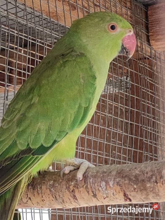 Aleksandretty obrozne i inne papugi łódzkie Bełchatów