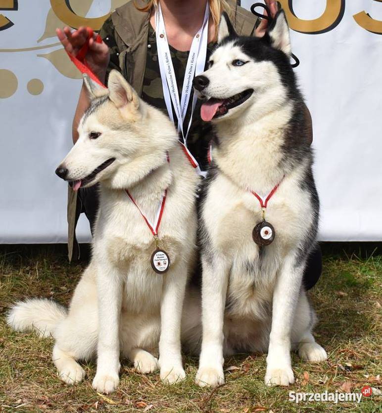 Siberian Husky Suczka niebieskooka z doskonałym Kalisz