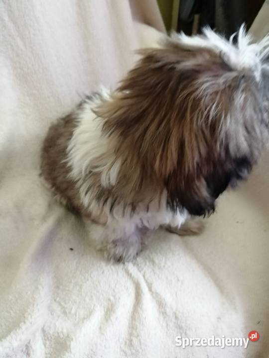 Shih Tzu 14 tygodni