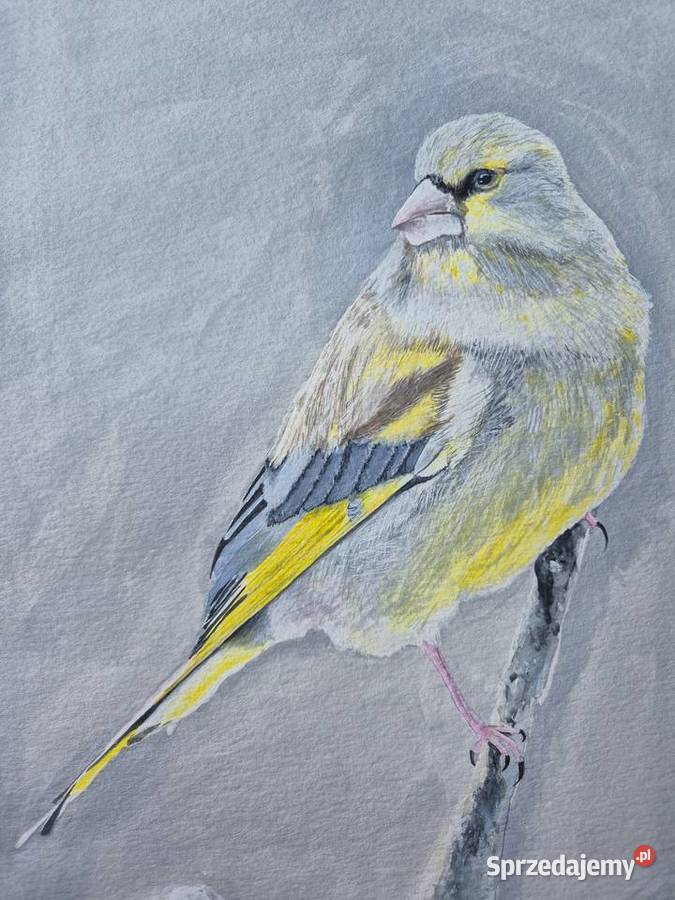 Dzwoniec ptak polski w akwareli artysty na Brzesko