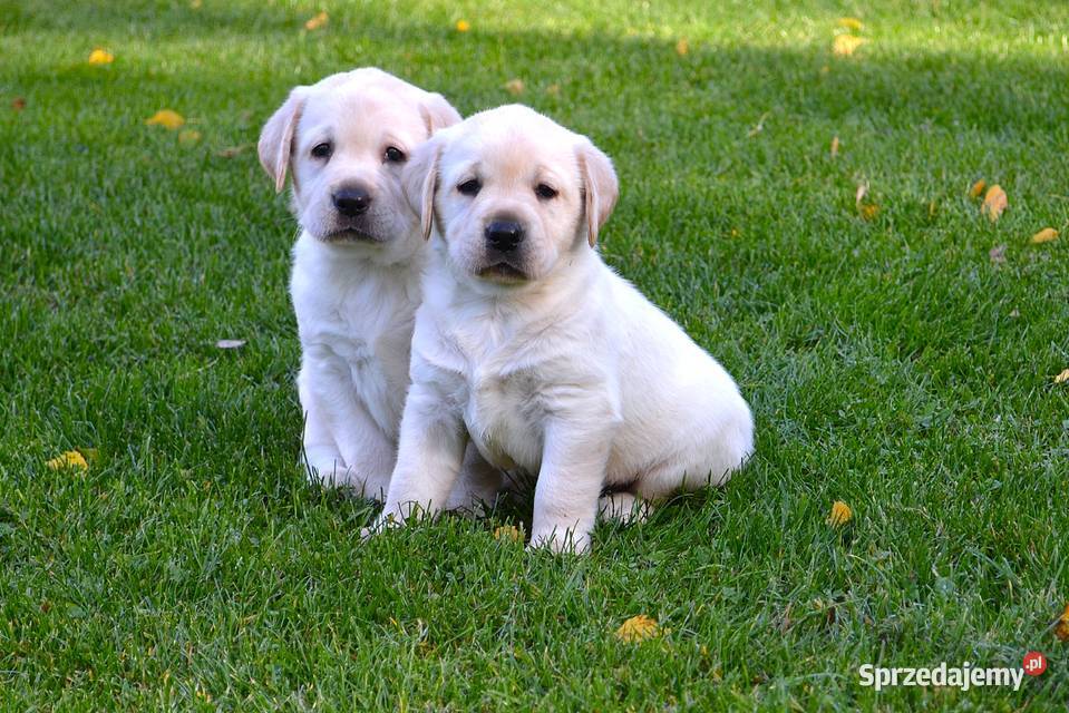 Samiec pies biszkoptowy Labrador Retriever Żelechlinek
