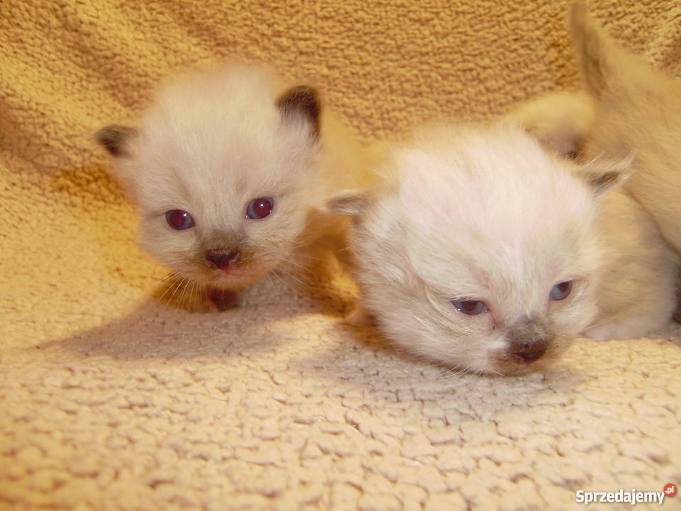 RAGDOLL Gdańsk Koty pomorskie