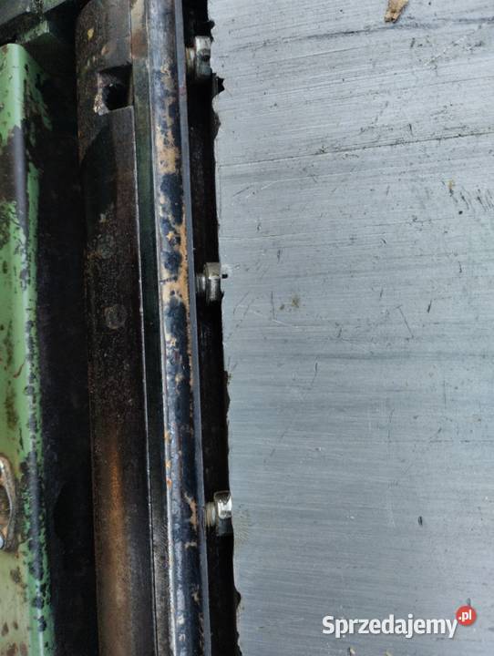 Heblarka Grubosciowka Kaliska