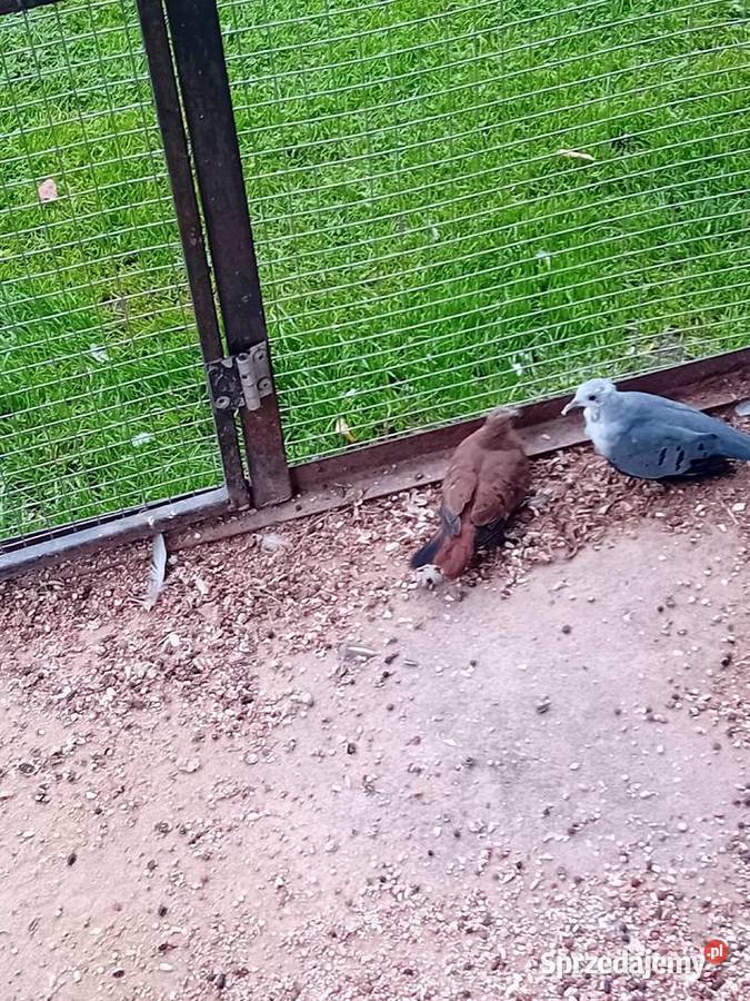 Śińiaczek plamisty para dorosła Ptaki Siedlce sprzedam