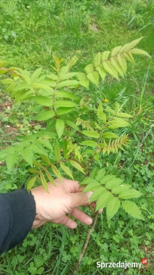 Tawlina jarzębolistna Słupca sprzedam