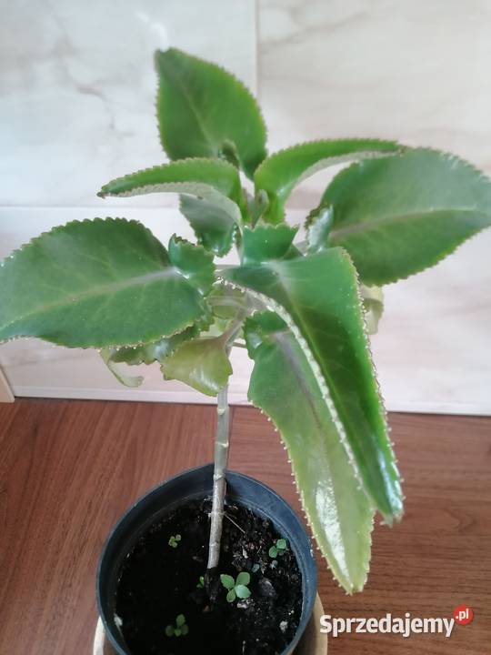 Żyworódka roślina lecznicza wysokość 45Kwiat