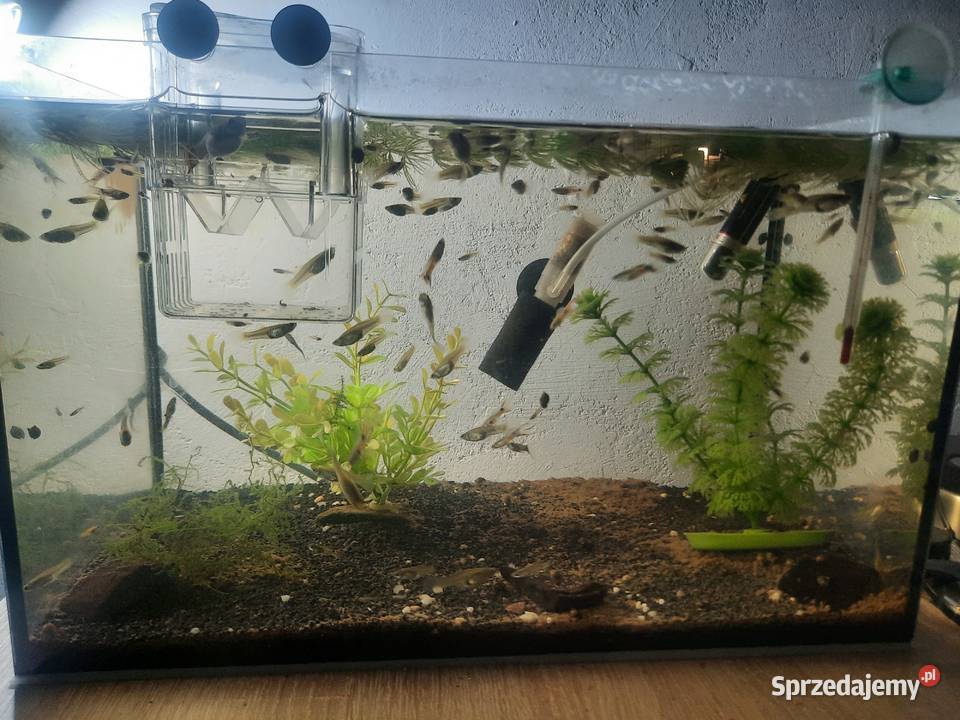 Gupiki ryby akwariowe Pruszków sprzedam