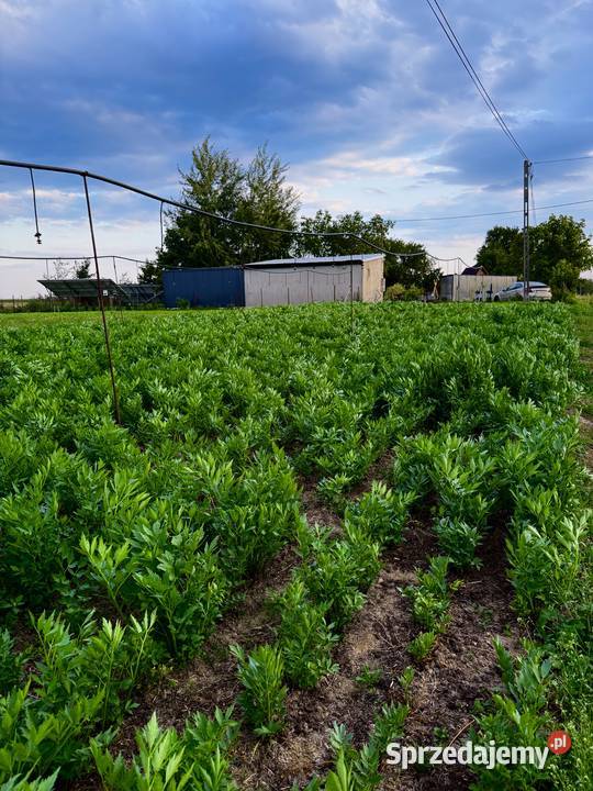 Sprzedam LUBCZYK Duża ilość na pęczki kilogramy Będków