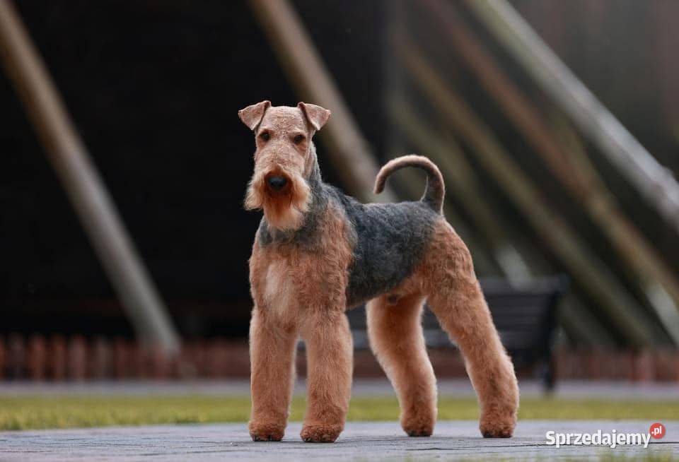 Airedale Terrier szczenięta ZKwPFCI Pozostałe Mogilno