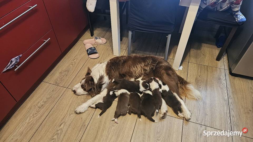 Border collie szczenięta z rodowodem gotowe do