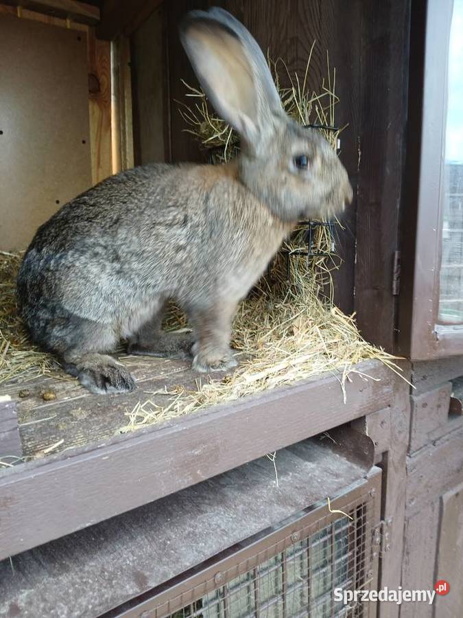 Króliki belgijskiebarany francuskie świętokrzyskie Skarżysko-Kamienna