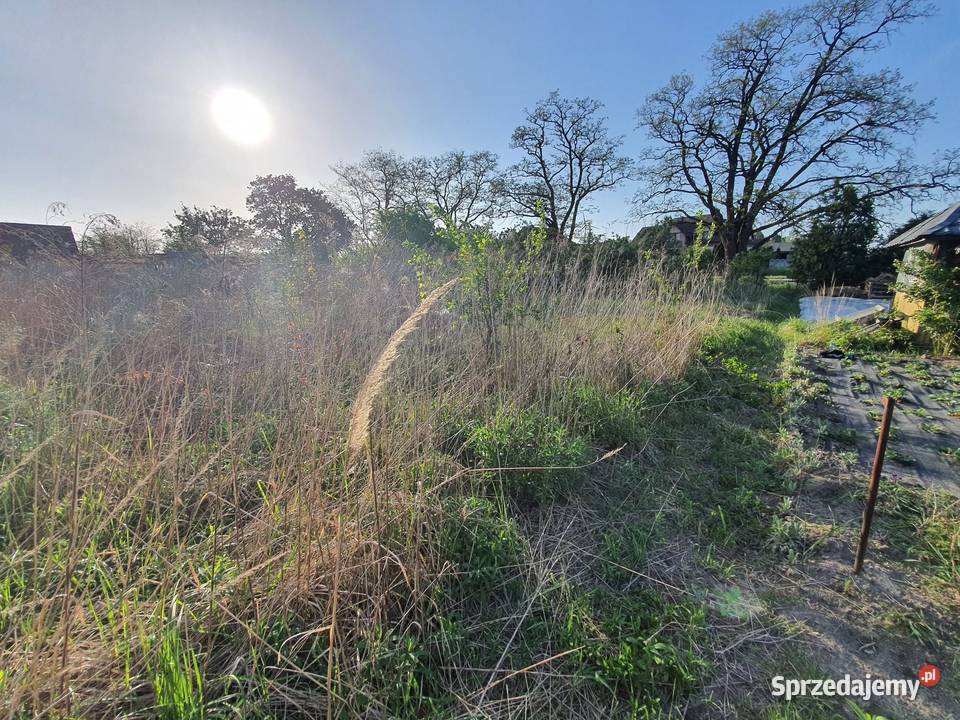 Aeracja piaskowanie wertykulacja trawnika usługi Opole