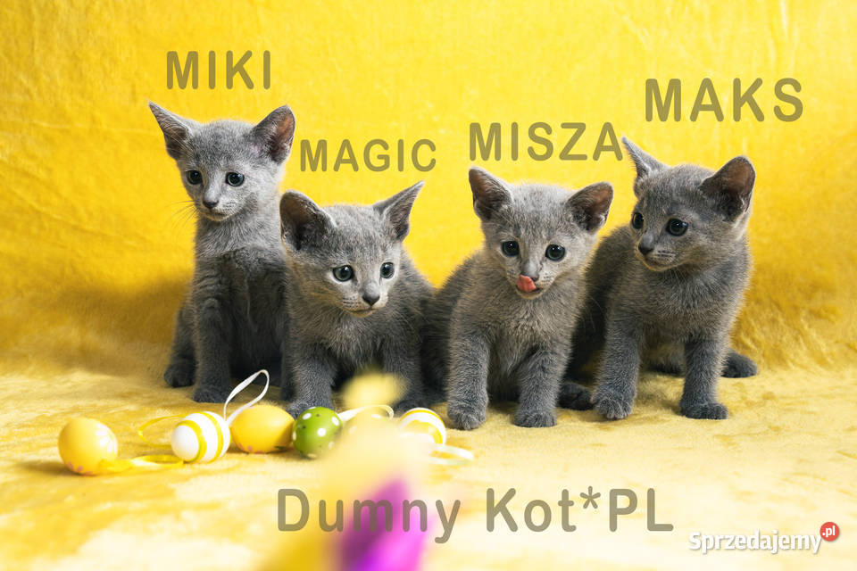 Kocięta Rosyjskie Niebieskie