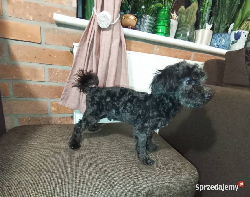 Irokez piesek rasy Rosyjska Bolonka Kolorowa Zwierzęta wielkopolskie Radliniec