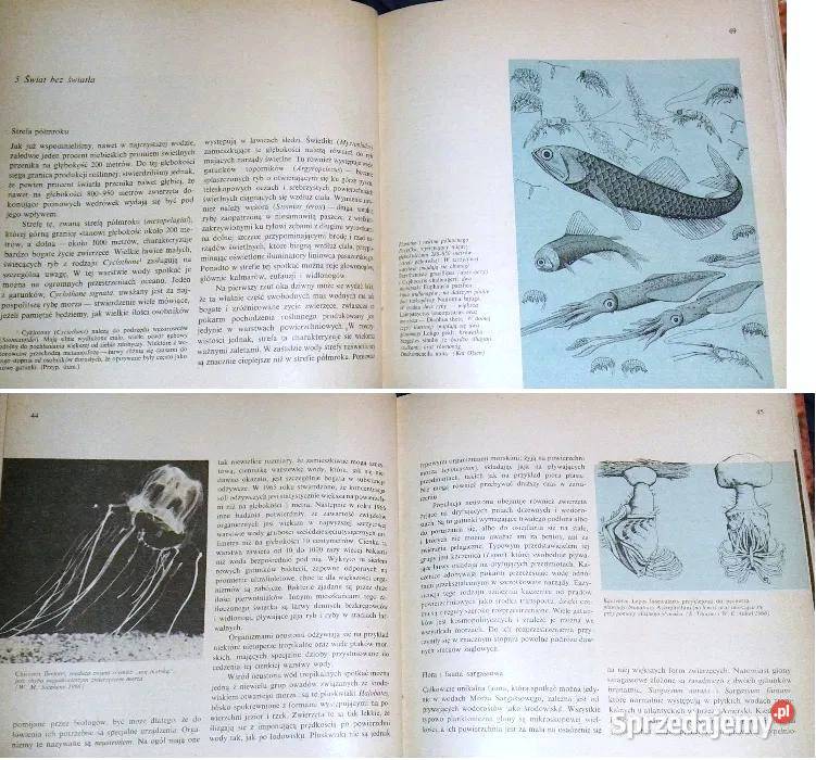 Życie w morzu Gunnar Thorson Chełm