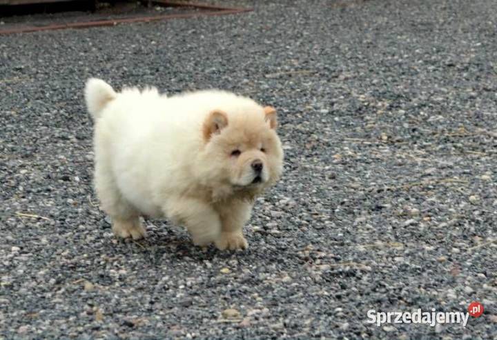 CHOW CHOW CZAU CZAU SZCZENIĘTA ŚLICZNE łódzkie Bielawy